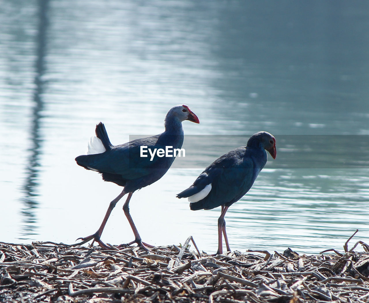 BIRDS PERCHING ON A BIRD