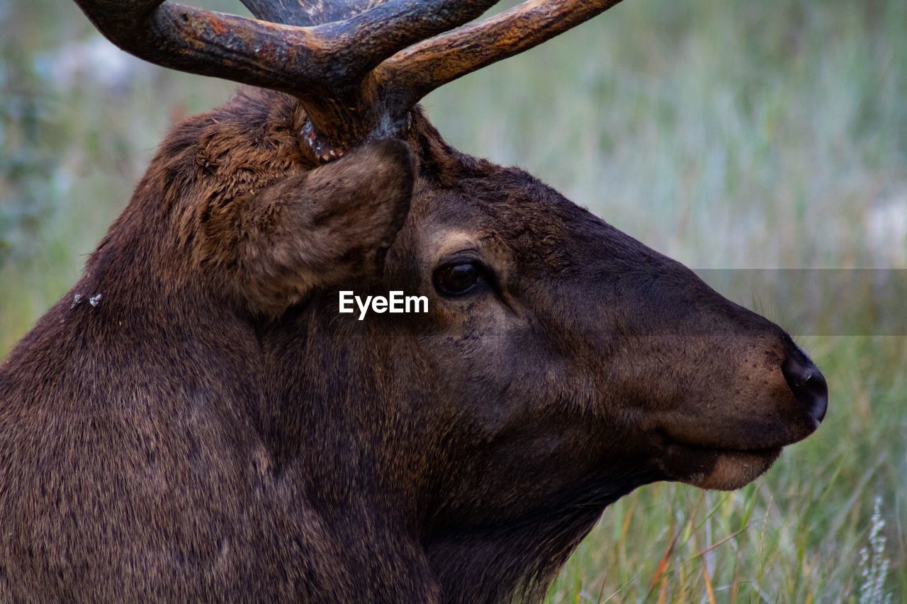 Close-up of elk