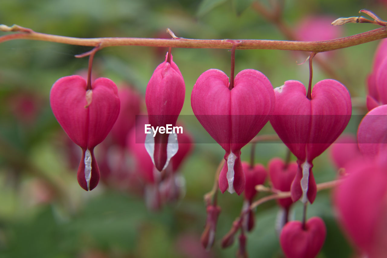 Close-up of a pink flower heart  