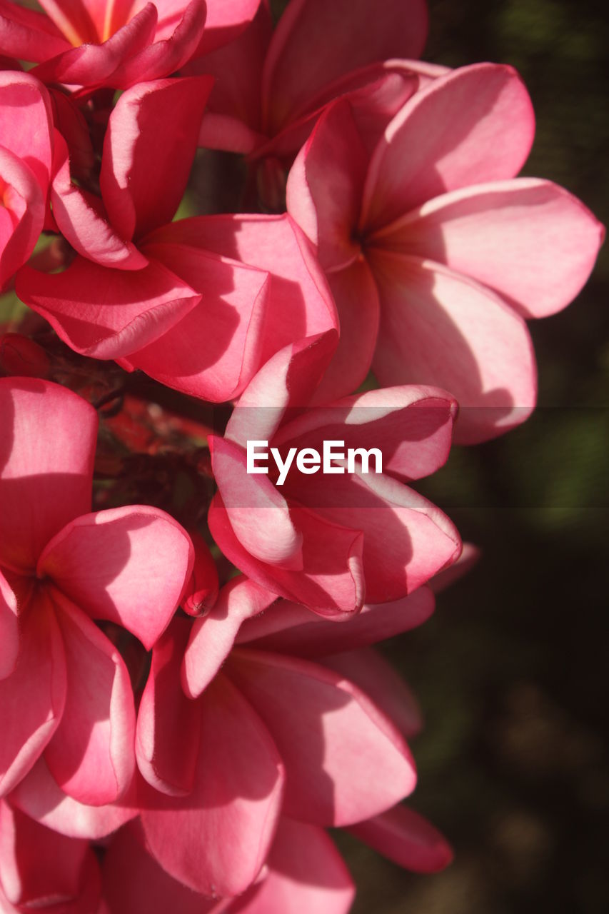 CLOSE-UP OF RED FLOWER