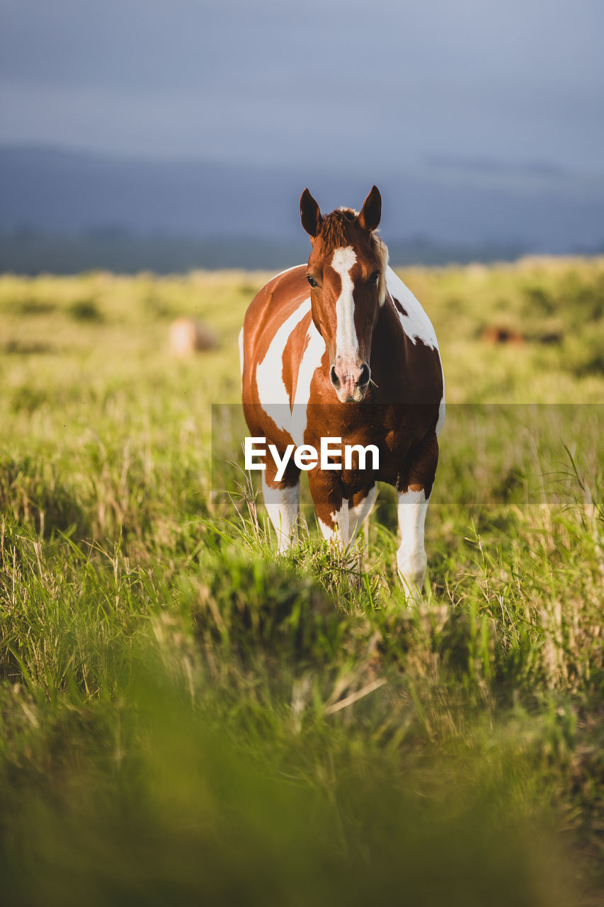 Horse standing in a meadow looking at camera