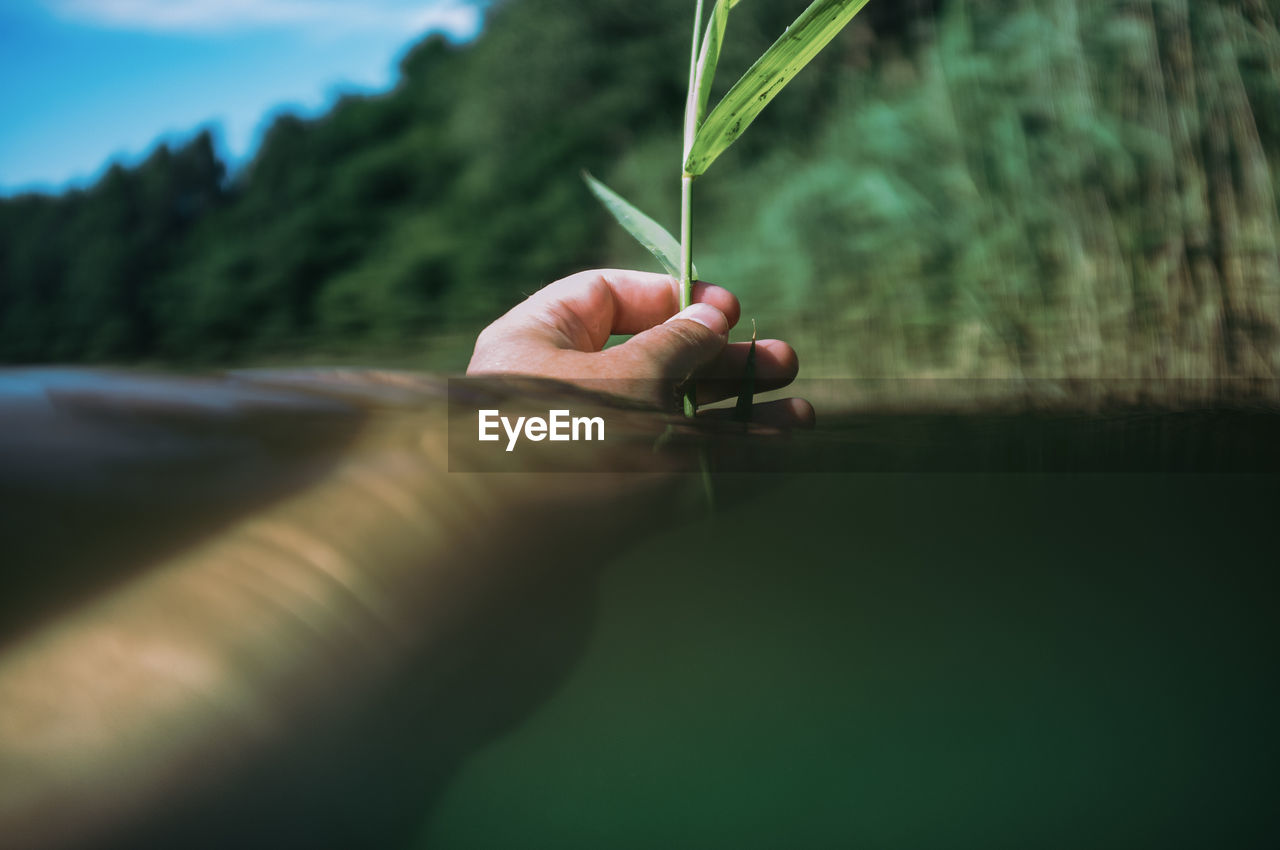 Close-up of hand holding plant in lake