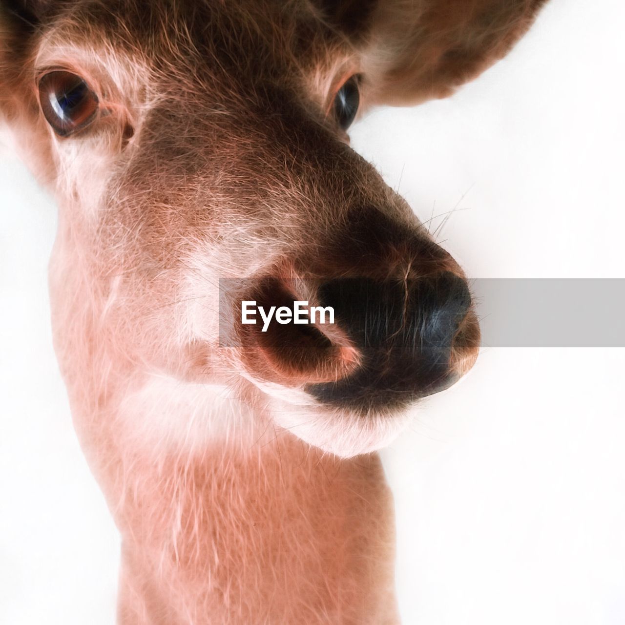 Close-up of deer against sky