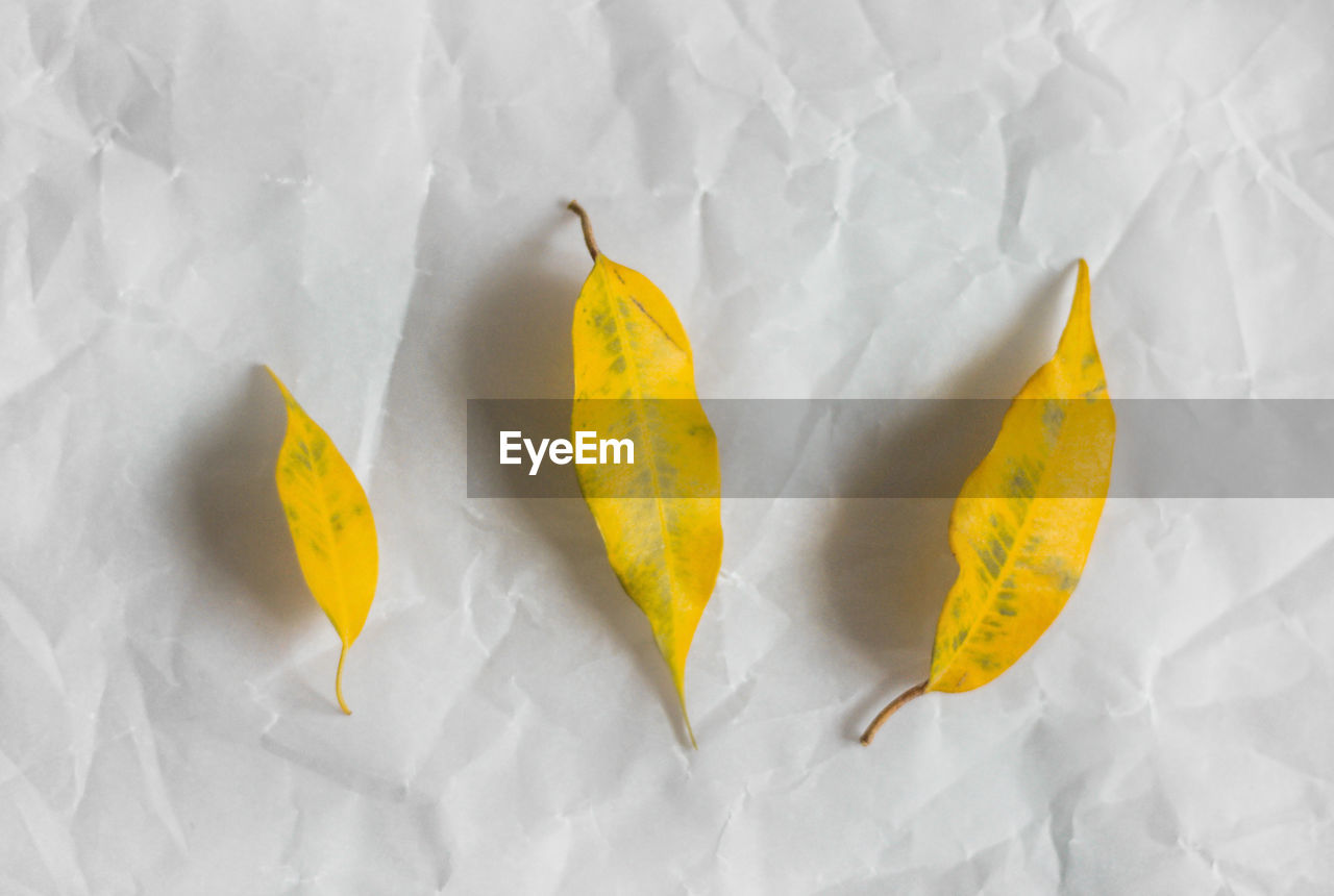 HIGH ANGLE VIEW OF YELLOW LEAF ON WHITE PAPER