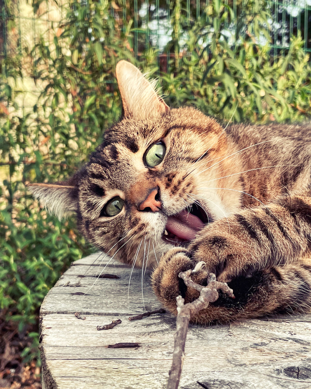 animal, animal themes, mammal, cat, feline, pet, domestic cat, domestic animals, one animal, wild cat, portrait, looking at camera, no people, tabby cat, small to medium-sized cats, relaxation, whiskers, day, felidae, wildlife, plant, tree, nature, carnivore, wood, outdoors