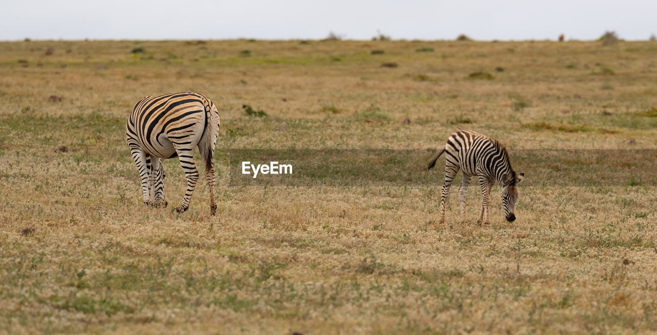 Zebras in the wild and savannah landscape of africa