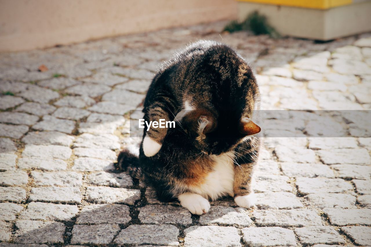 HIGH ANGLE VIEW OF CAT RELAXING ON STREET