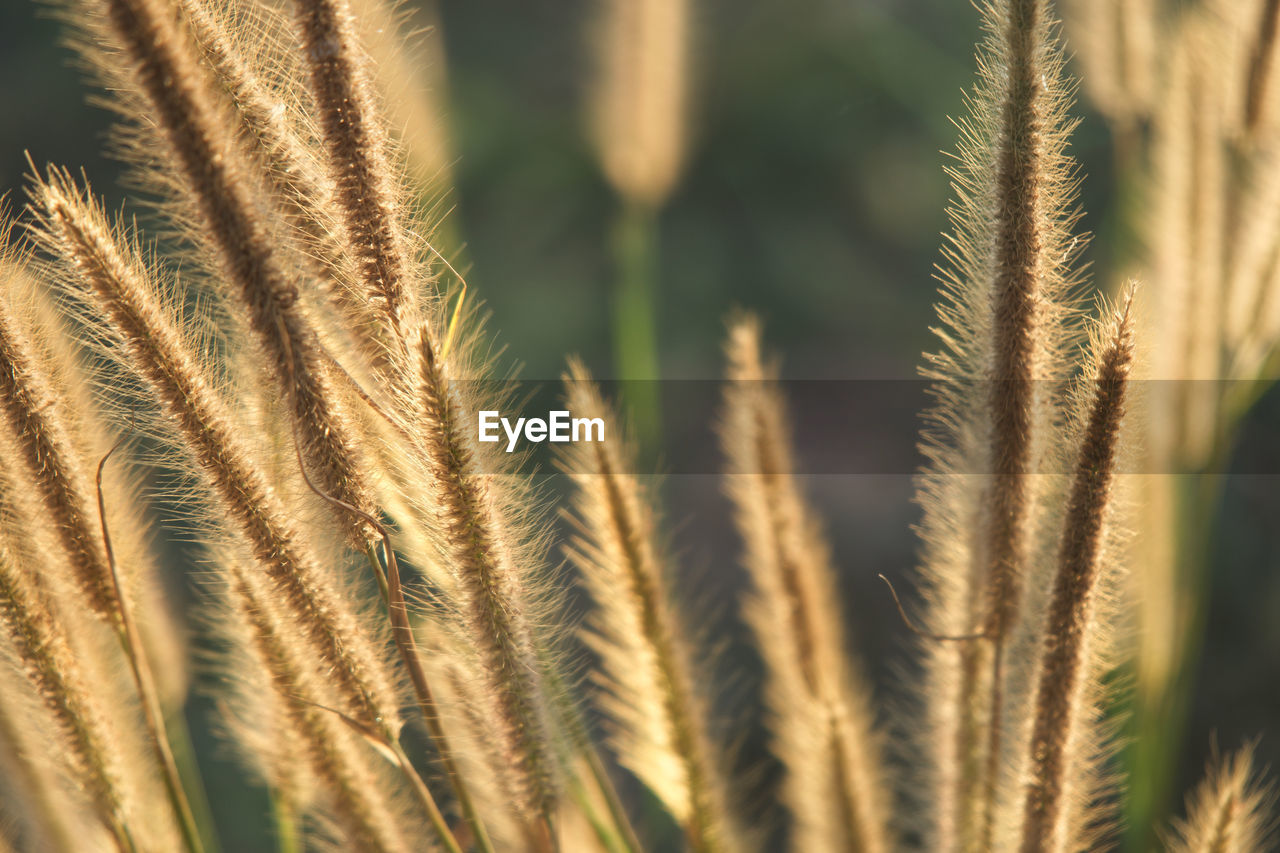 Close-up of wheat plants