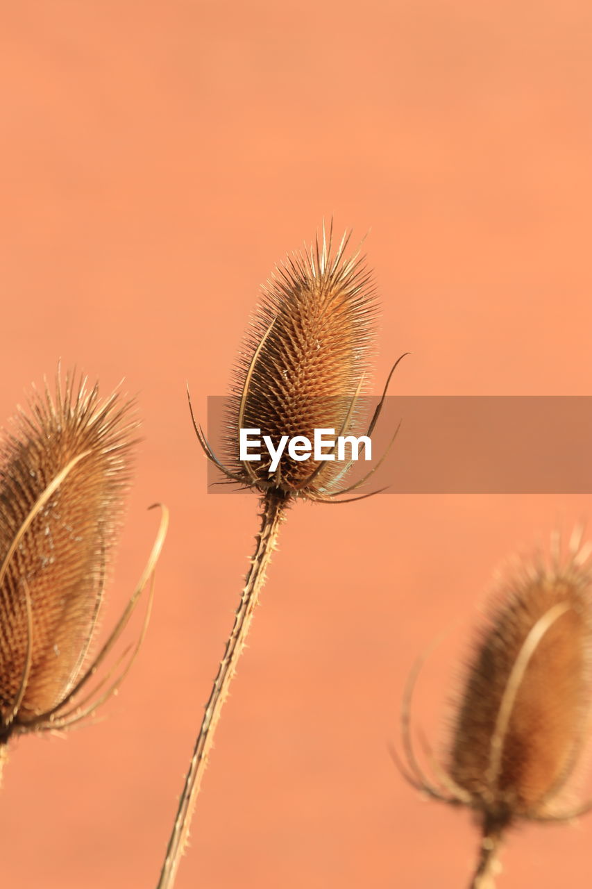 macro, extreme close-up, close-up, animal themes, animal, insect, nature, magnification, eye, macro photography, colored background, no people, animal hair, animal wildlife, biology, beauty in nature, animal body part, one animal, science, animal wing, eyelash, fly, outdoors