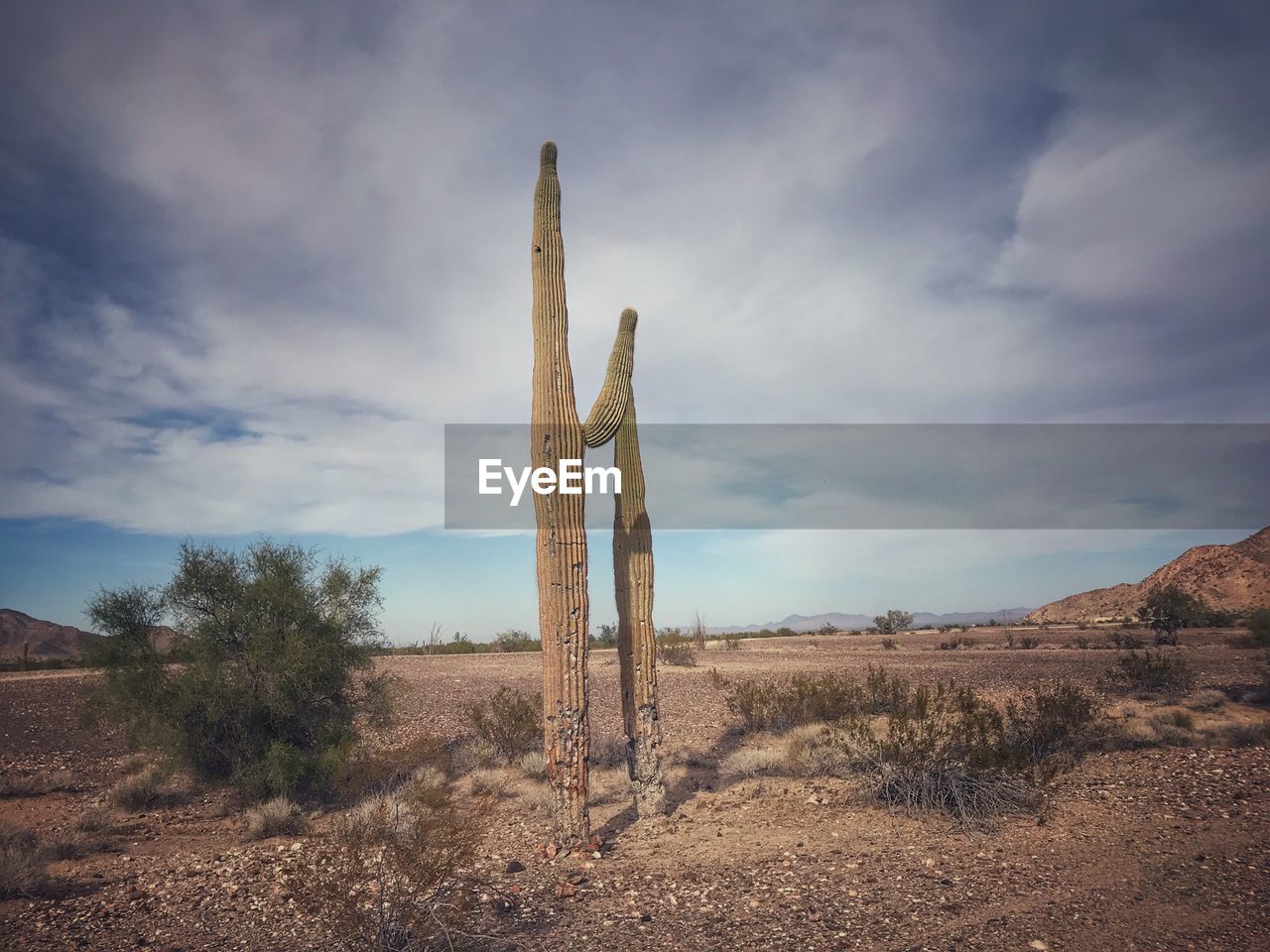 CACTUS IN DESERT