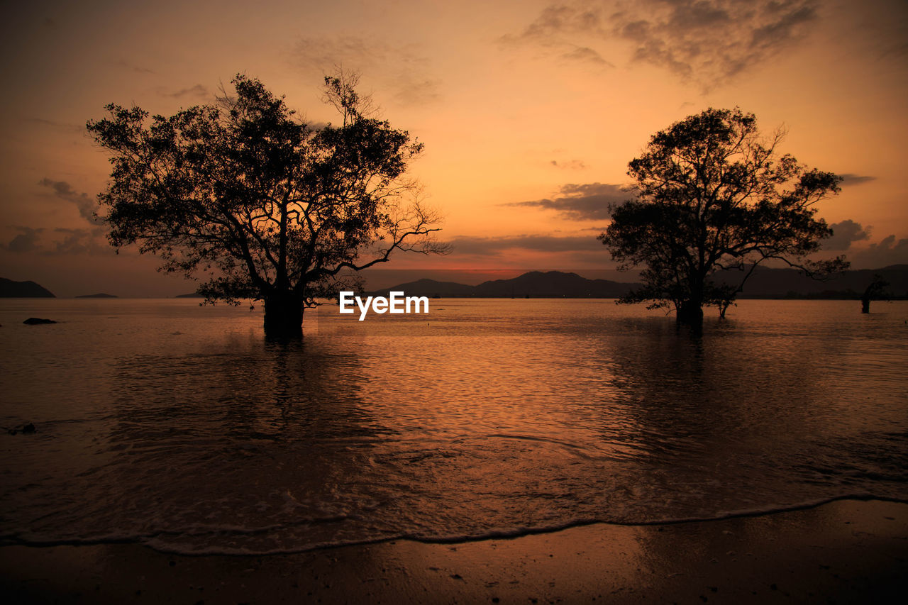 SILHOUETTE TREES ON BEACH AGAINST ORANGE SKY