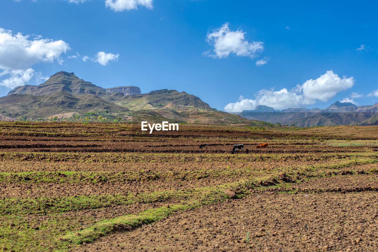 SCENIC VIEW OF VINEYARD AGAINST SKY