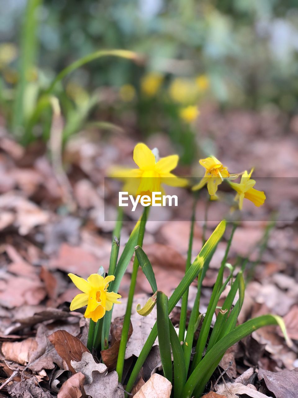 CLOSE-UP OF YELLOW FLOWERING PLANTS ON LAND