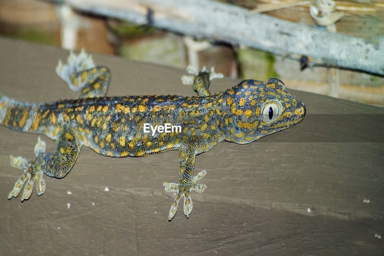 HIGH ANGLE VIEW OF A LIZARD ON A WALL