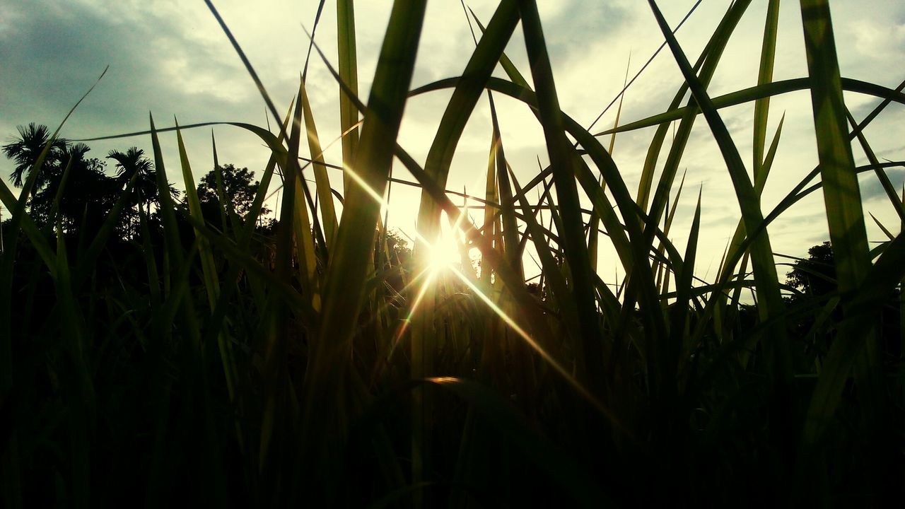 Plants growing on field during sunset