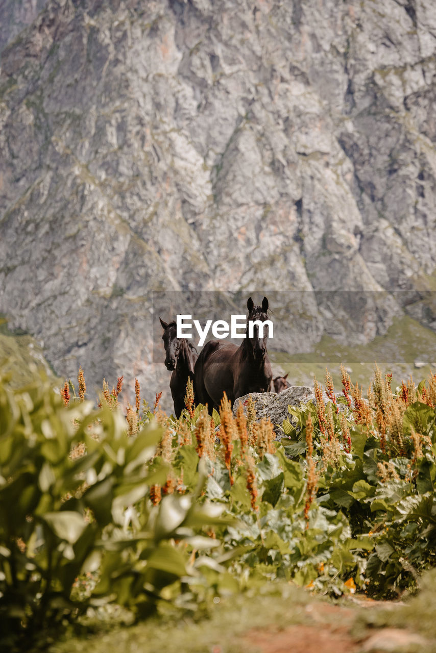 Two horses on rock