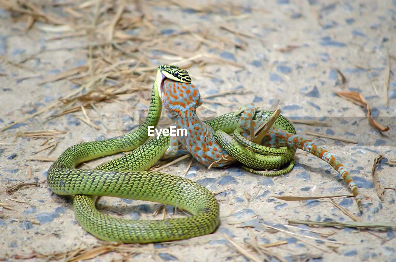 HIGH ANGLE VIEW OF LIZARD ON LEAF