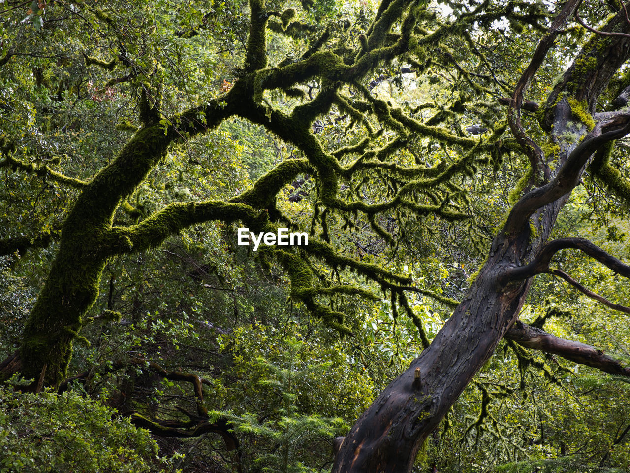 Trees growing in forest