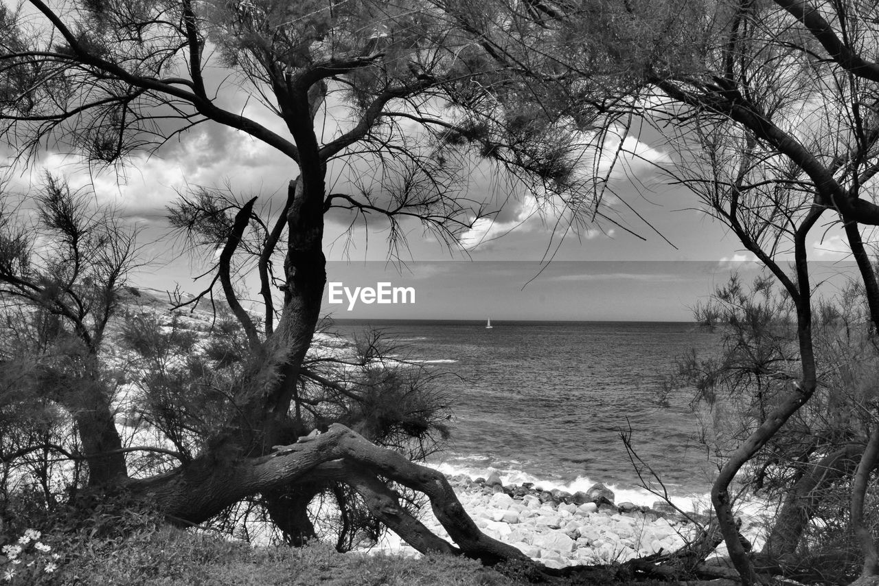 BARE TREES BY SEA AGAINST SKY