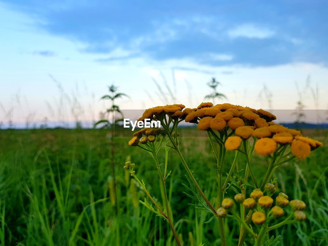 Close-up of yellow flowering plant on field against sky
