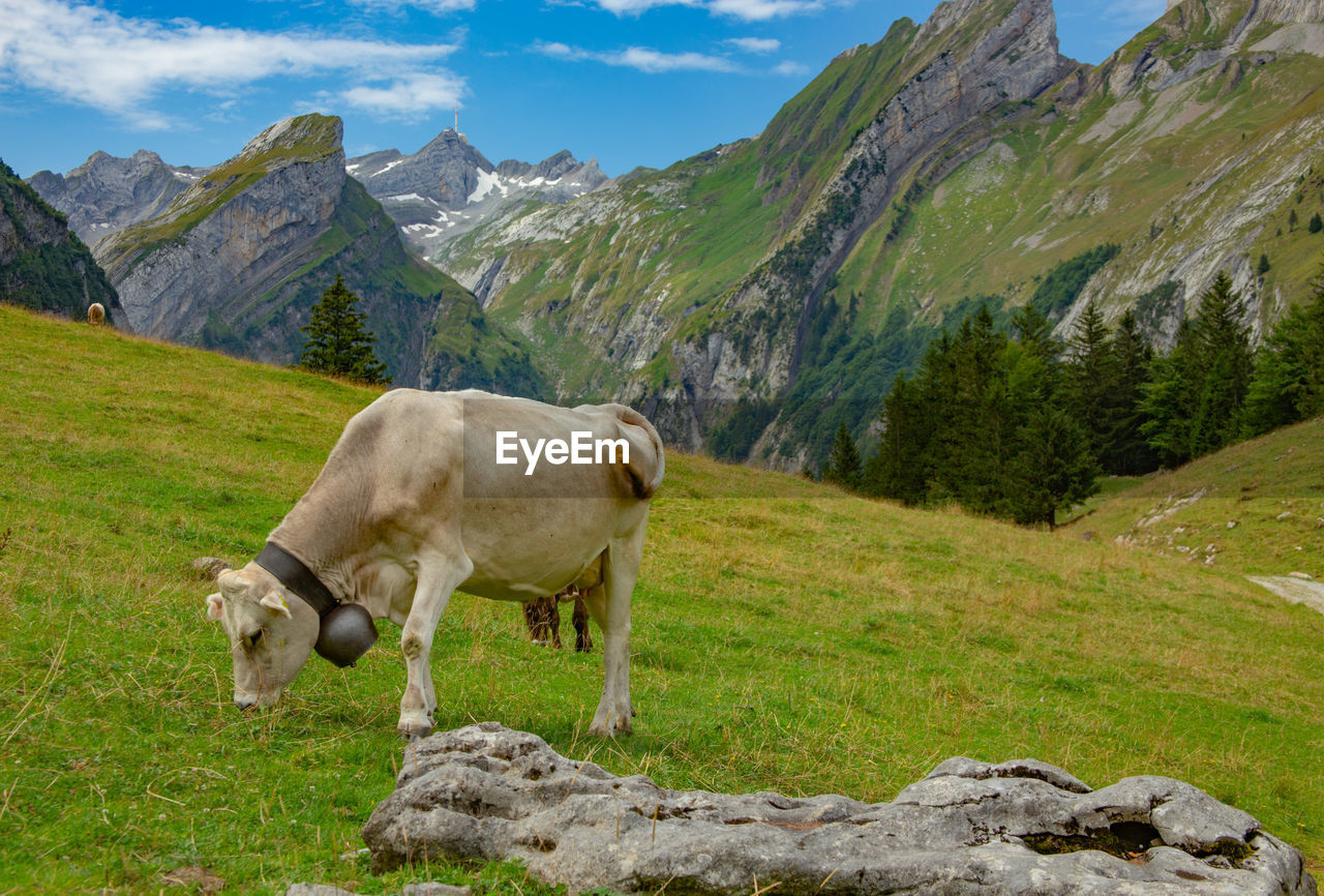 Cow grazing on grassy field against mountains