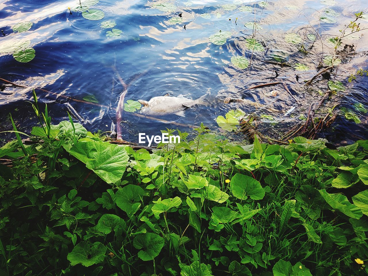 HIGH ANGLE VIEW OF PLANTS IN WATER