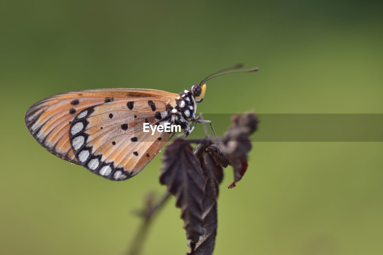 Close-up of butterfly pollinating flower