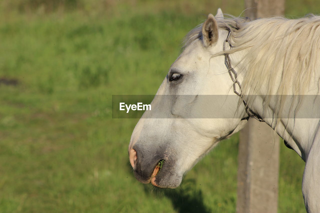 Close-up of white horse