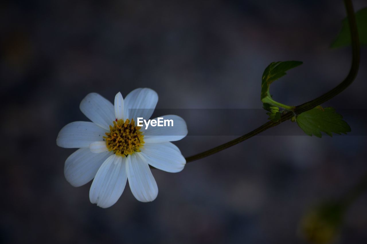 Close-up of white flowering plant