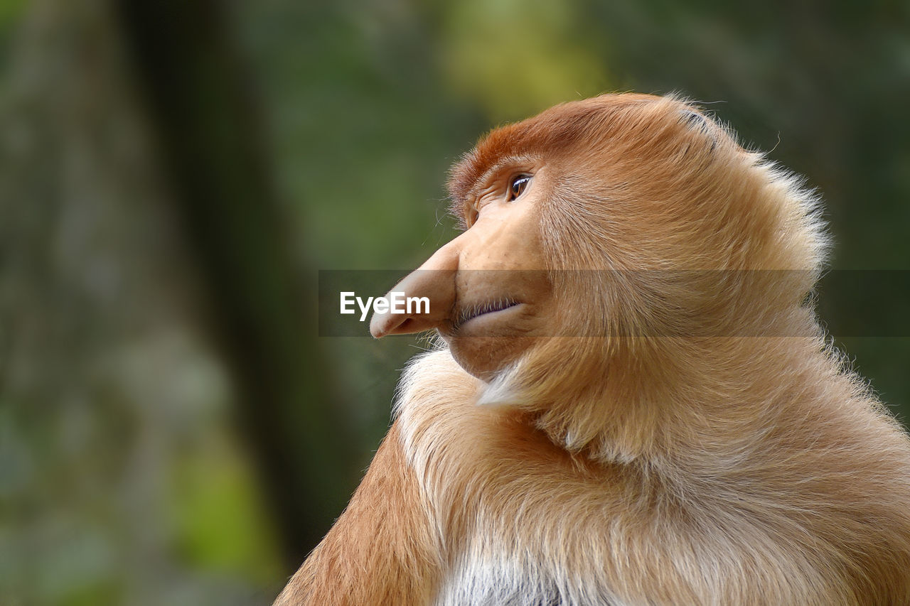 Close-up of a monkey