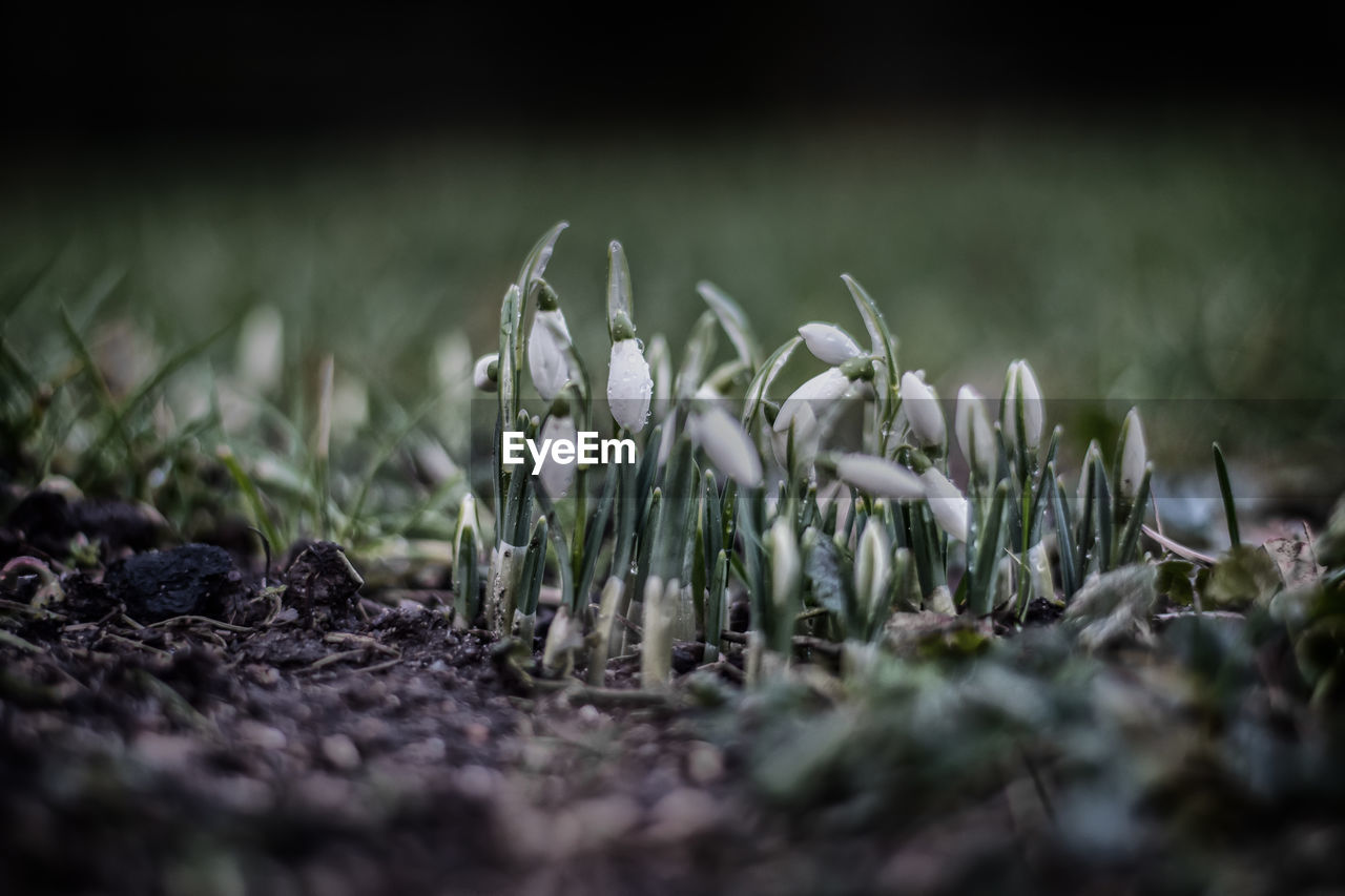 Close-up of grass