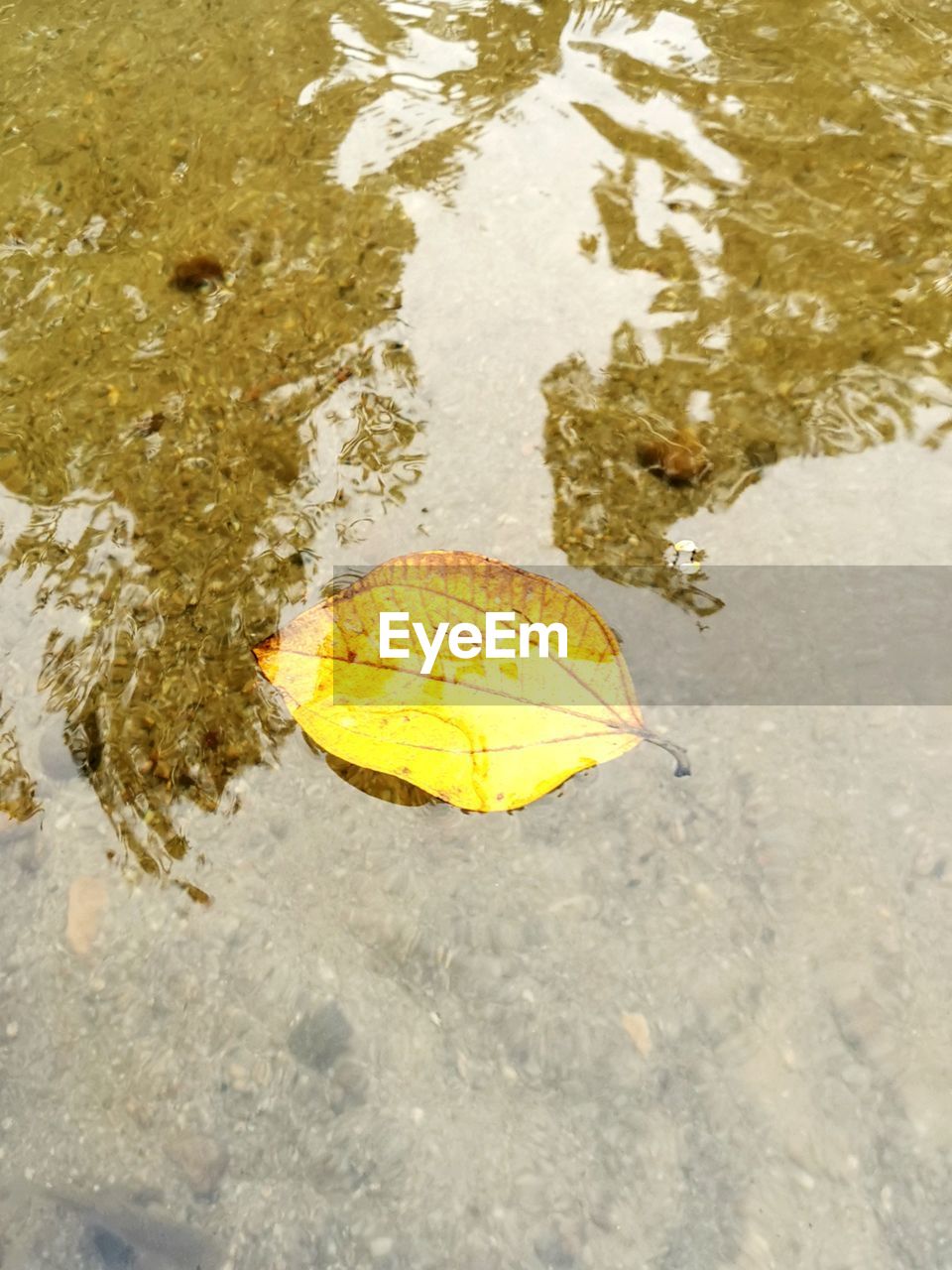 yellow, water, high angle view, leaf, nature, plant part, no people, day, wet, reflection, sand, outdoors, puddle, autumn, lake, floating, floating on water, waterfront, close-up, beauty in nature