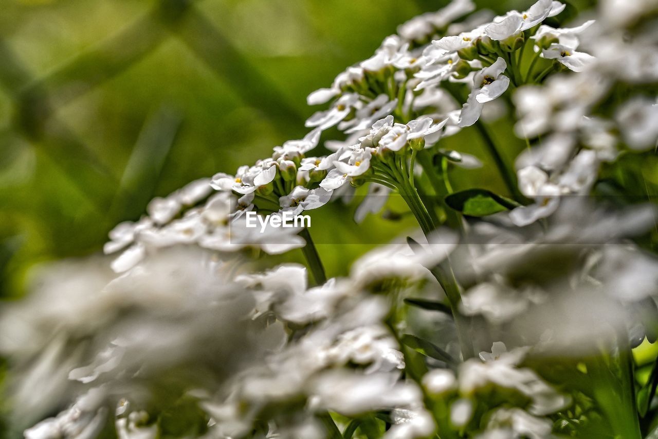 CLOSE-UP OF FLOWERING PLANTS