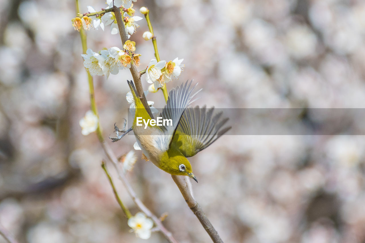 CLOSE-UP OF BIRD PERCHING OUTDOORS