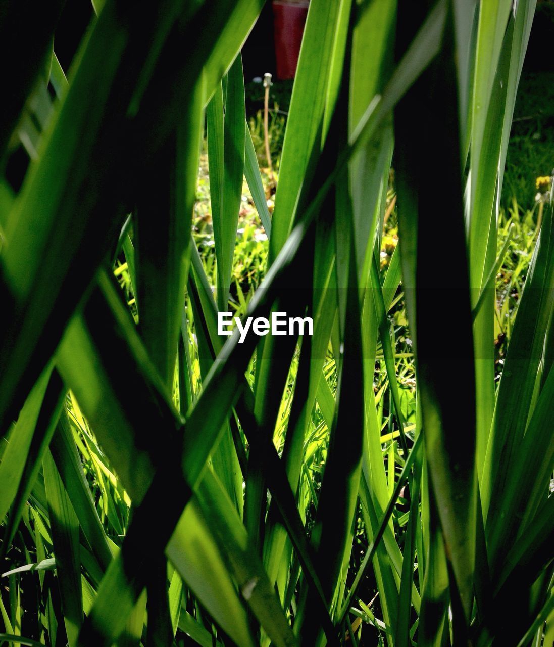 PLANTS GROWING ON FIELD