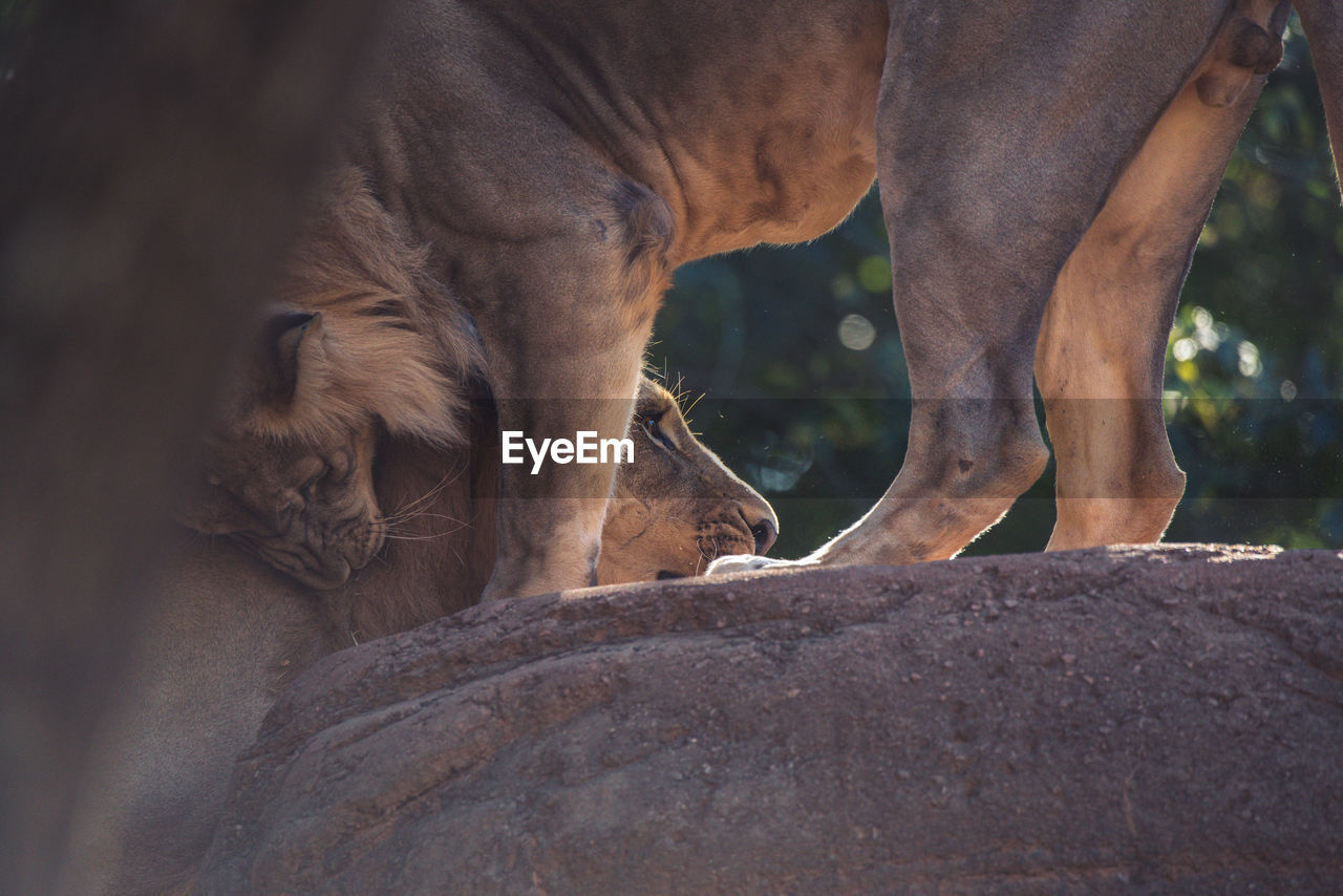 Low angle view of lions on rock