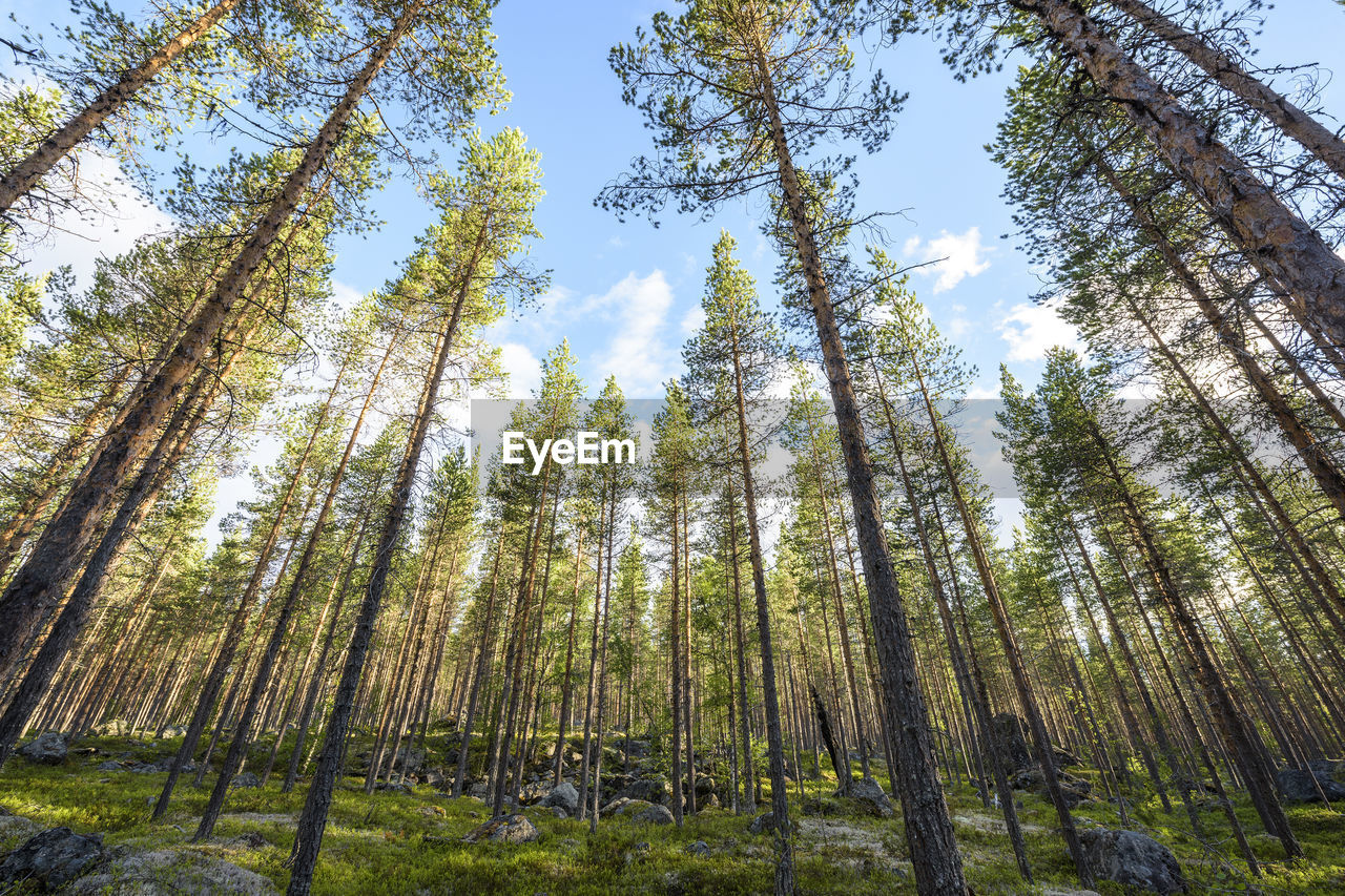 LOW ANGLE VIEW OF PINE TREES AGAINST SKY