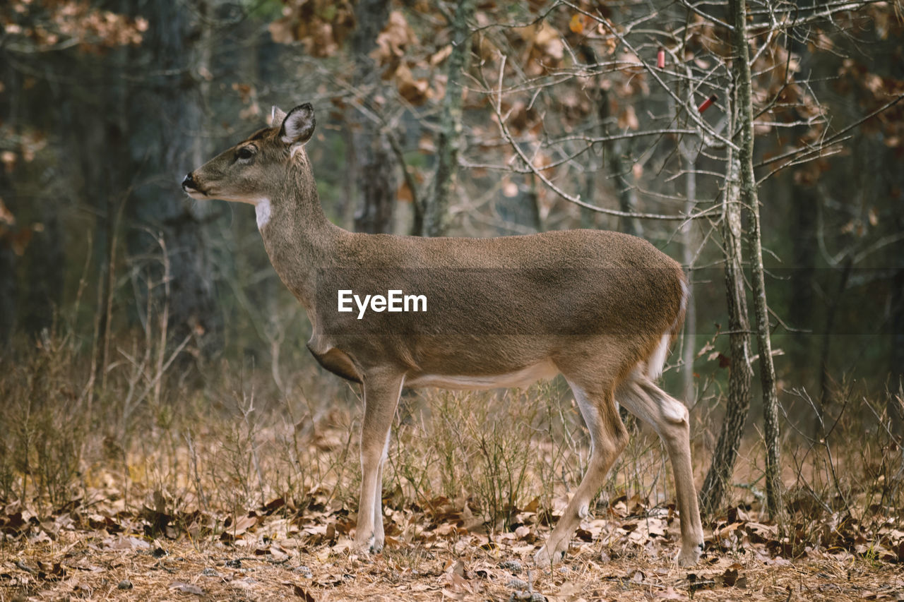 PORTRAIT OF SHEEP IN FOREST