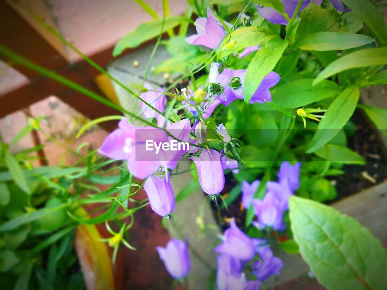 CLOSE-UP OF FLOWERING PLANT