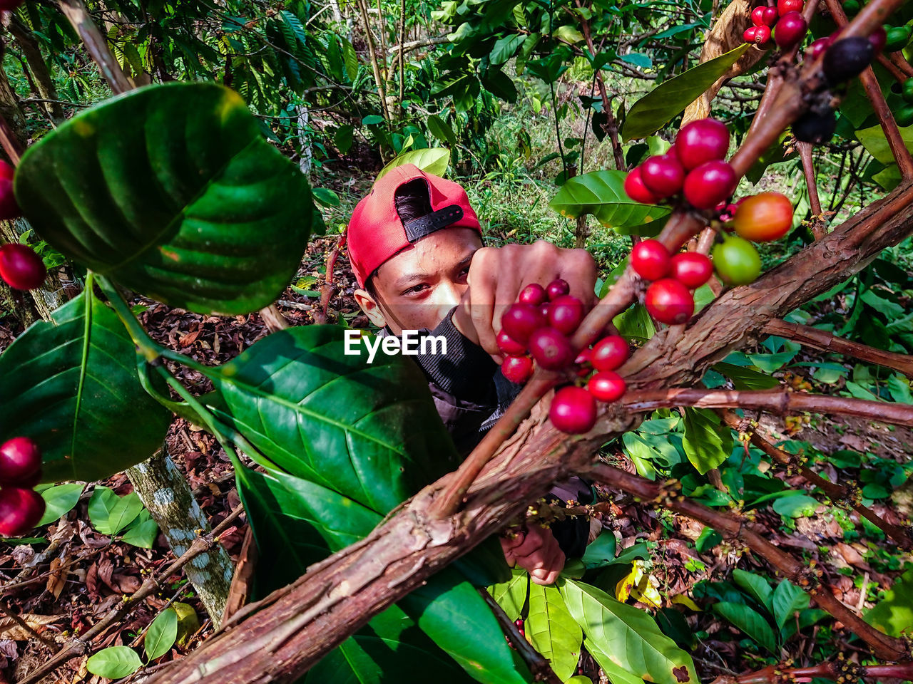 FRUITS ON TREE