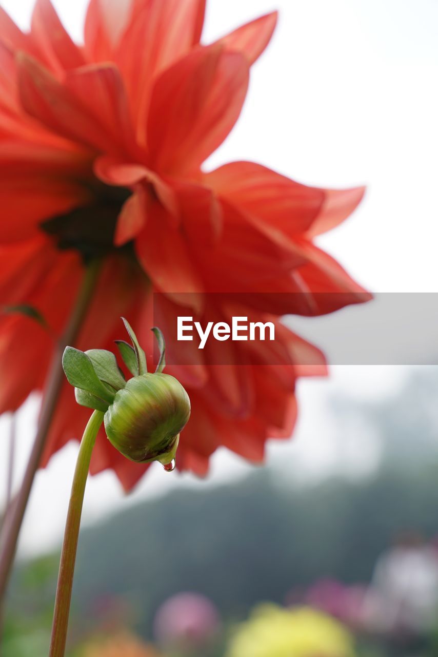 CLOSE-UP OF RED FLOWER