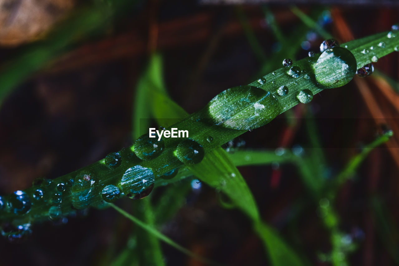 CLOSE-UP OF WET LEAF