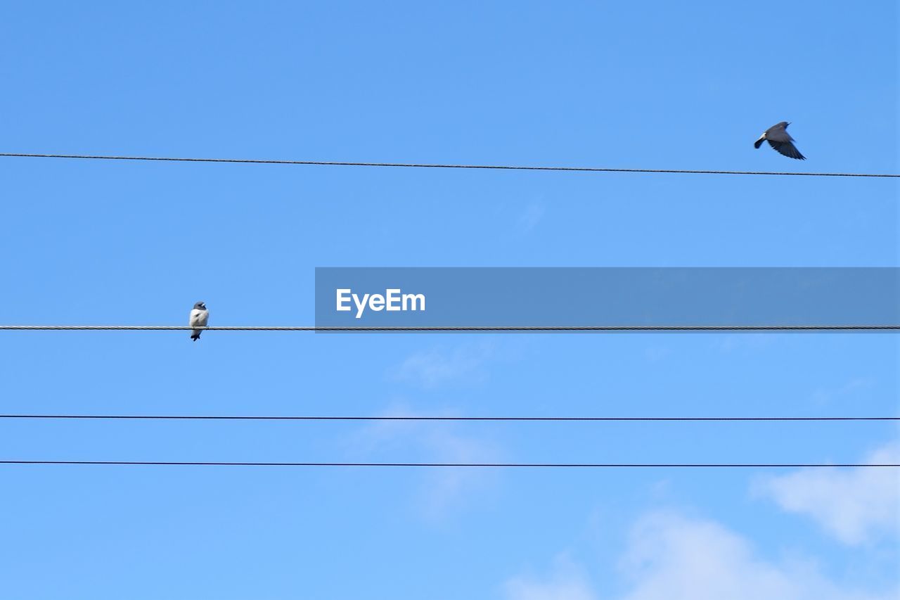 cable, animal themes, electricity, bird, animal, animal wildlife, wildlife, sky, power line, blue, technology, power supply, perching, telephone line, group of animals, low angle view, line, nature, no people, day, clear sky, power generation, outdoors, two animals, copy space, wing, cloud