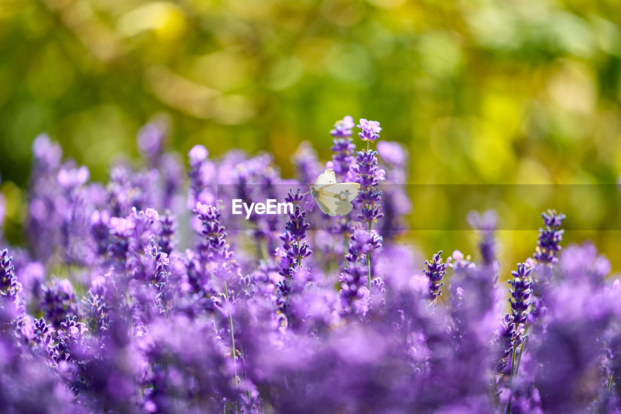 Close-up of purple flowering plants on field