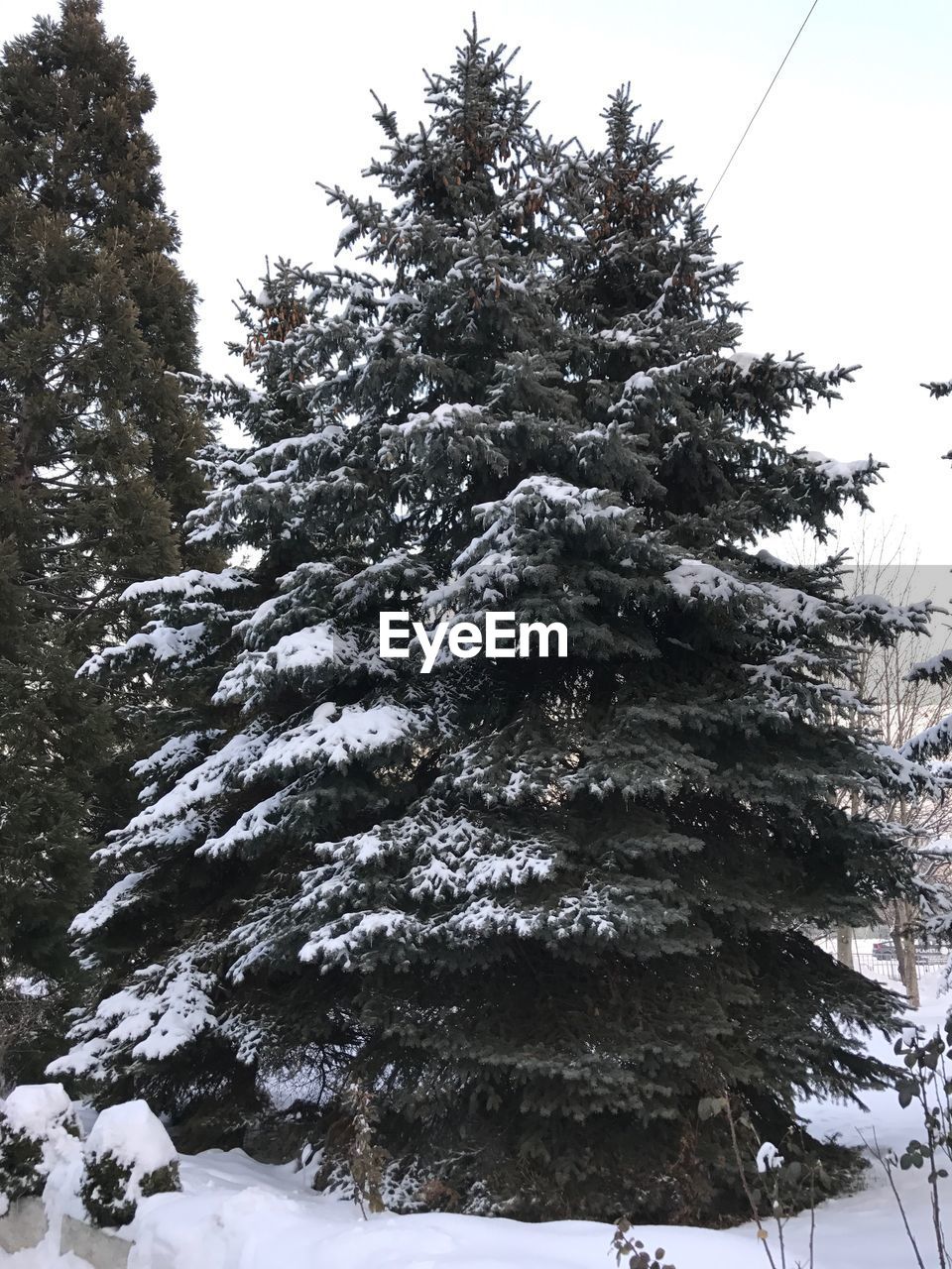 TREES IN WINTER