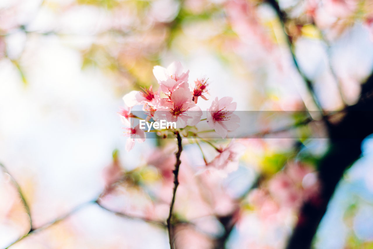 Close-up of cherry blossom blooming on tree