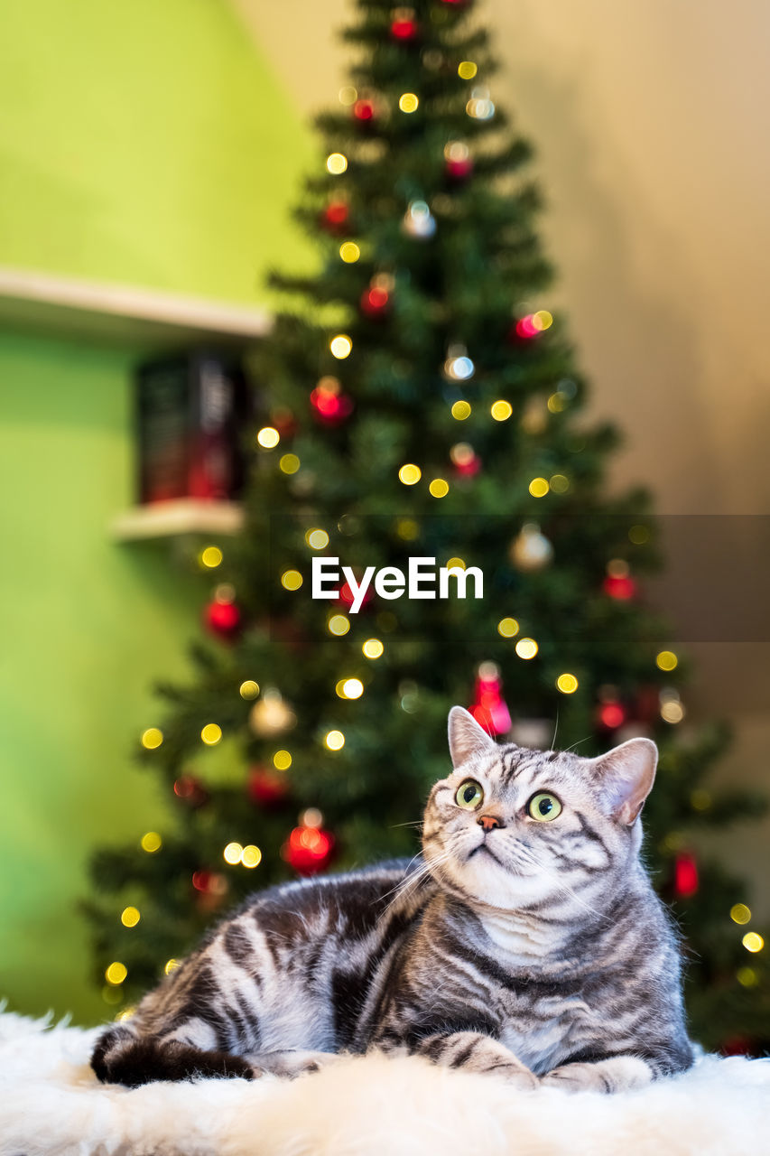 British short hair cat silver tabby sitting in front of christmas treee