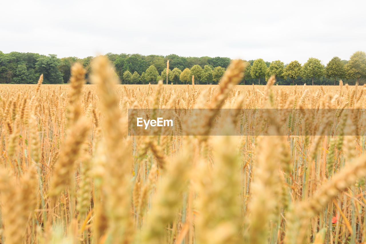 CLOSE-UP OF STALKS IN FIELD