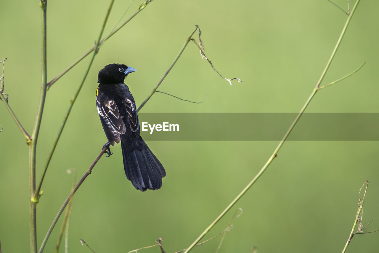 BIRD PERCHING ON A PLANT