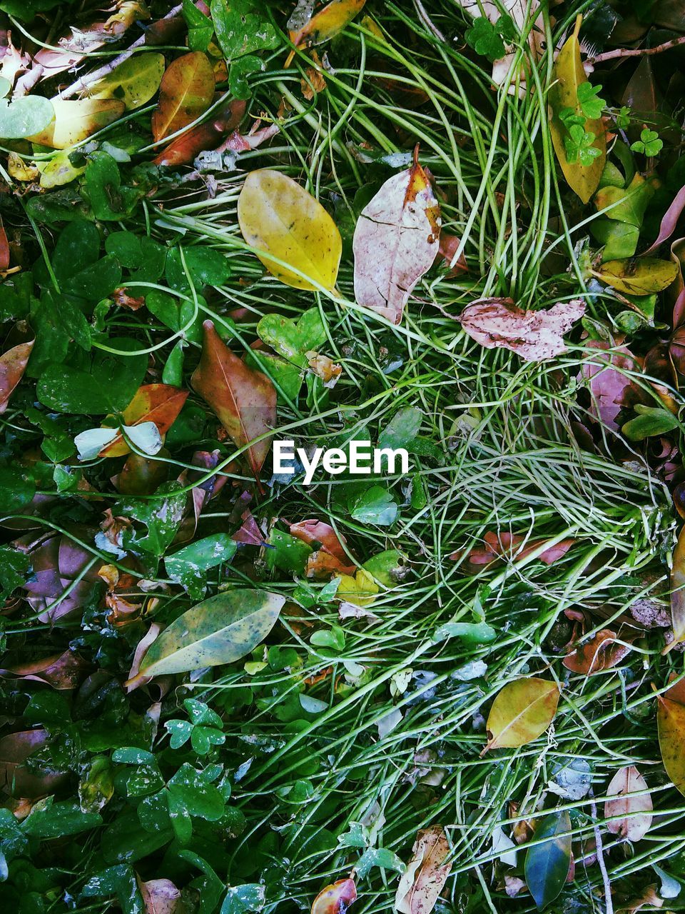 Close-up of high angle view of plants